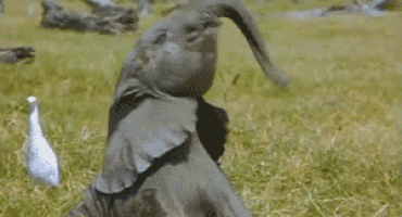 floppy elephant GIF