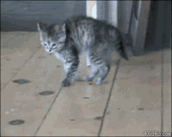 cat hopping GIF