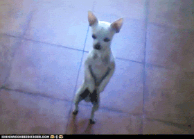 cha cha dog GIF