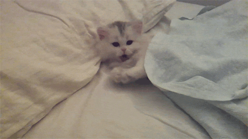 kitten yawning GIF