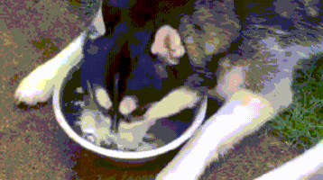 husky mood GIF