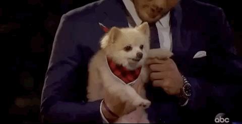 episode 1 abc GIF by The Bachelor