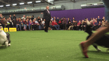 hopping dog show GIF by Westminster Kennel Club