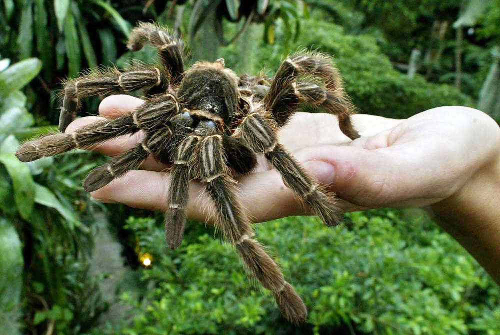 Image result for spider
